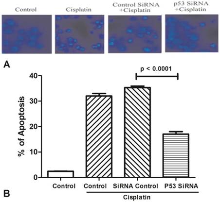 J Cancer Image