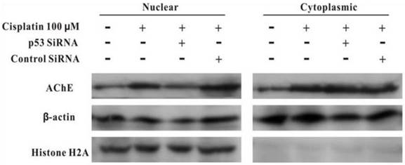 J Cancer Image