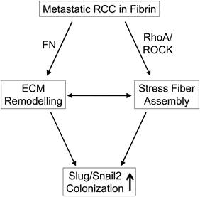 J Cancer Image