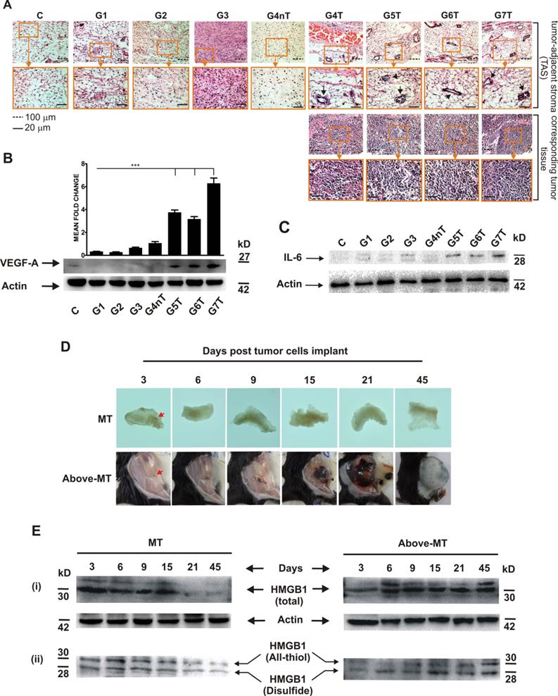 J Cancer Image