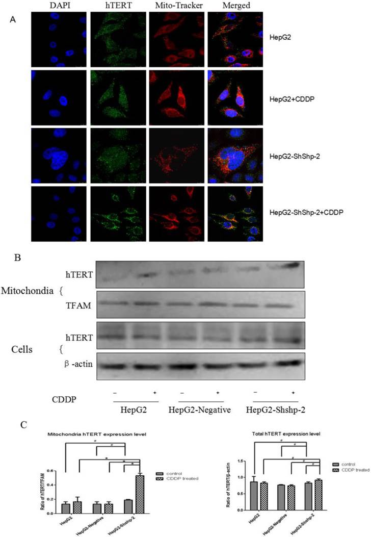 J Cancer Image