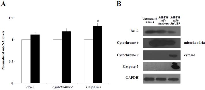 J Cancer Image