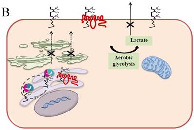 J Cancer Image