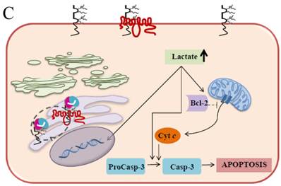 J Cancer Image