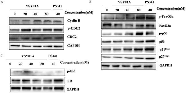 J Cancer Image