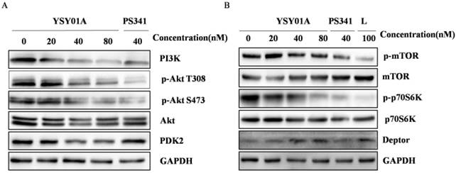 J Cancer Image