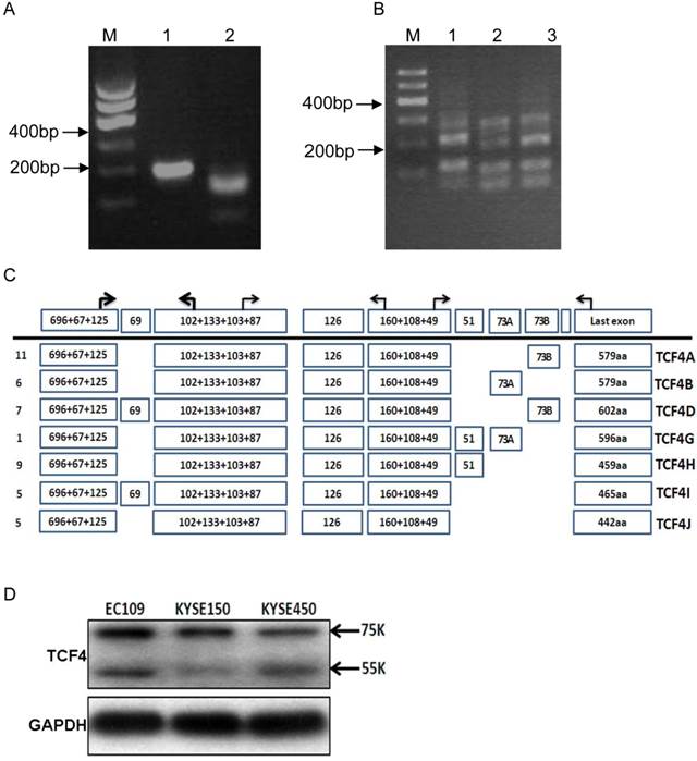 J Cancer Image