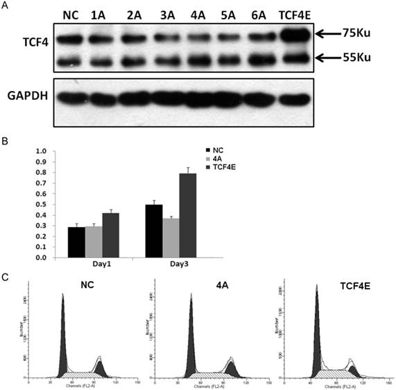 J Cancer Image