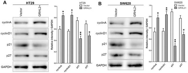 J Cancer Image