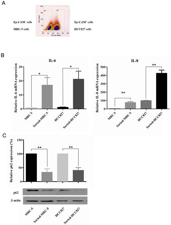 J Cancer Image