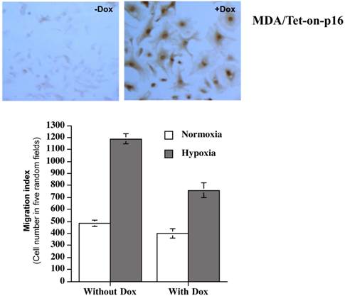 J Cancer Image