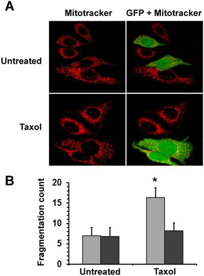 J Cancer Image