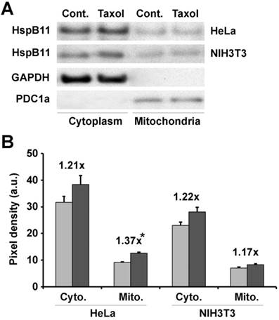 J Cancer Image