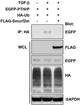 J Cancer Image