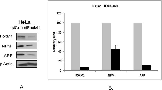 J Cancer Image