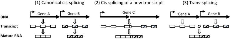 J Cancer Image