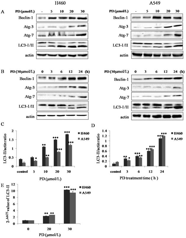 J Cancer Image