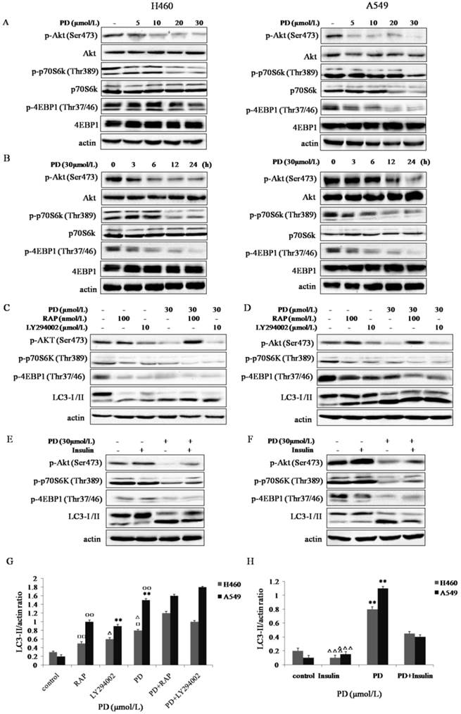 J Cancer Image