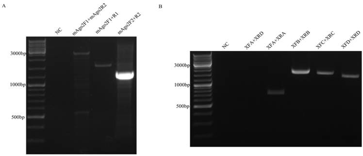 J Cancer Image