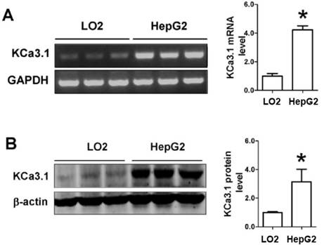 J Cancer Image