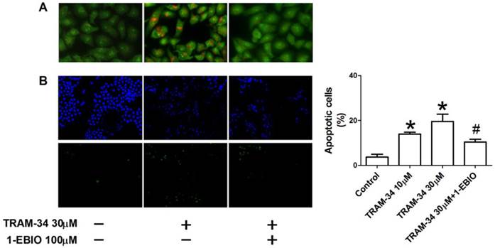 J Cancer Image