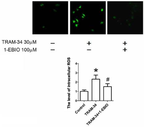 J Cancer Image