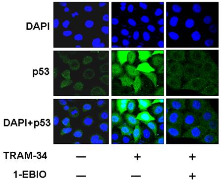 J Cancer Image