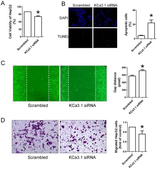 J Cancer Image