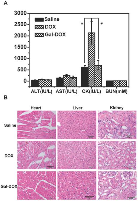 J Cancer Image