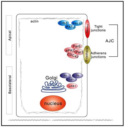 J Cancer Image