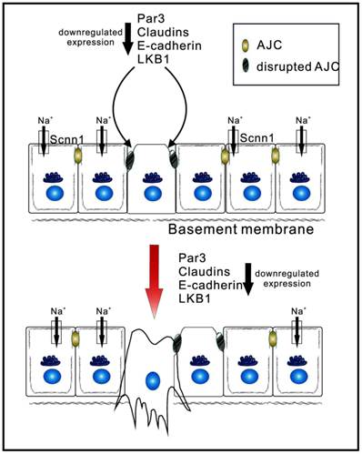 J Cancer Image