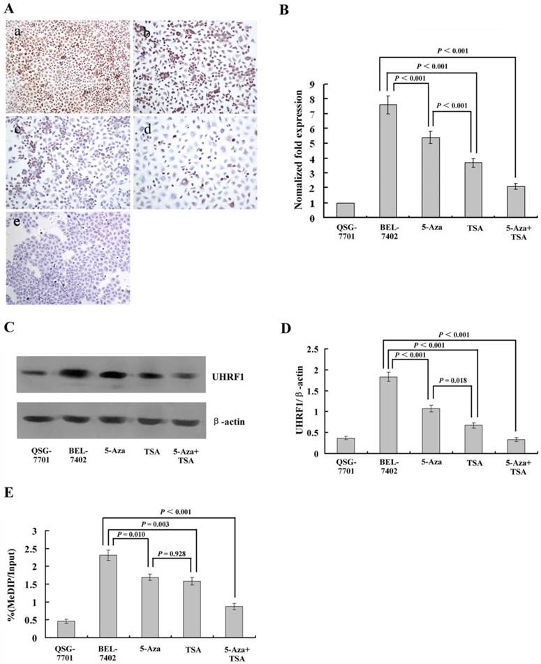 J Cancer Image