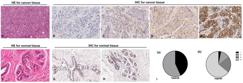 J Cancer Image