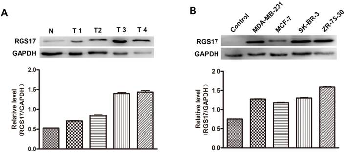 J Cancer Image