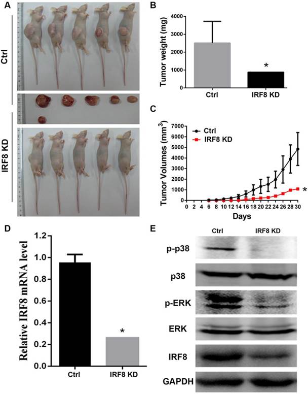 J Cancer Image