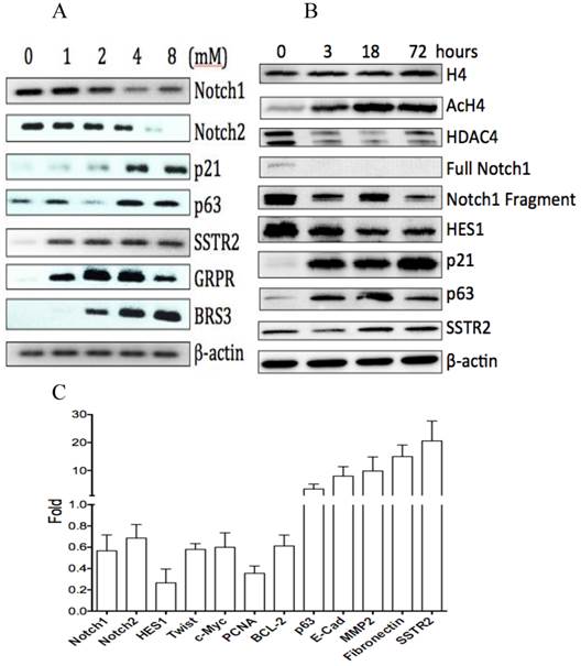 J Cancer Image