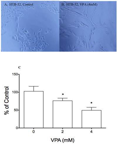 J Cancer Image