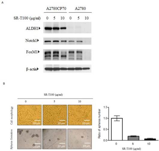 J Cancer Image