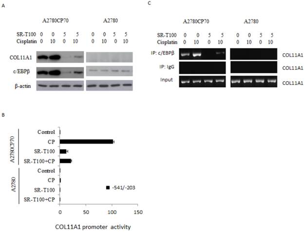 J Cancer Image