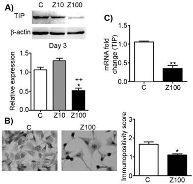 J Cancer Image