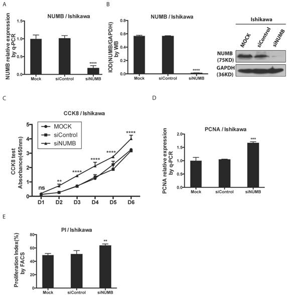 J Cancer Image