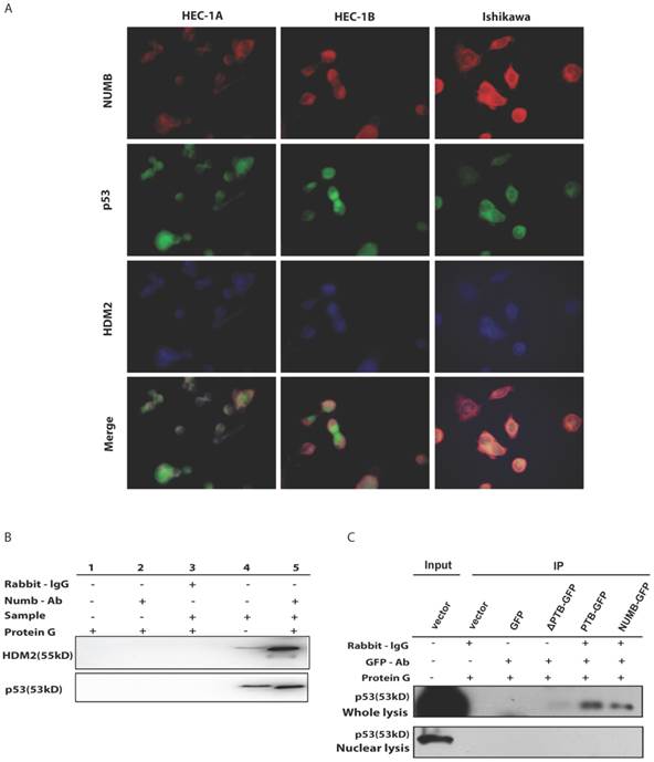 J Cancer Image