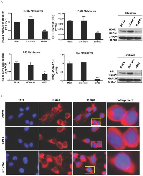 J Cancer Image