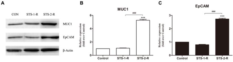 J Cancer Image