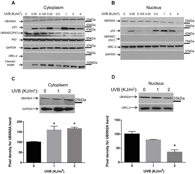 J Cancer Image