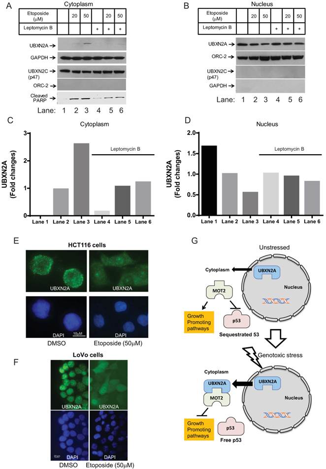 J Cancer Image