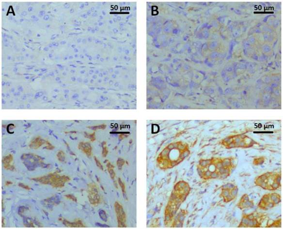 J Cancer Image