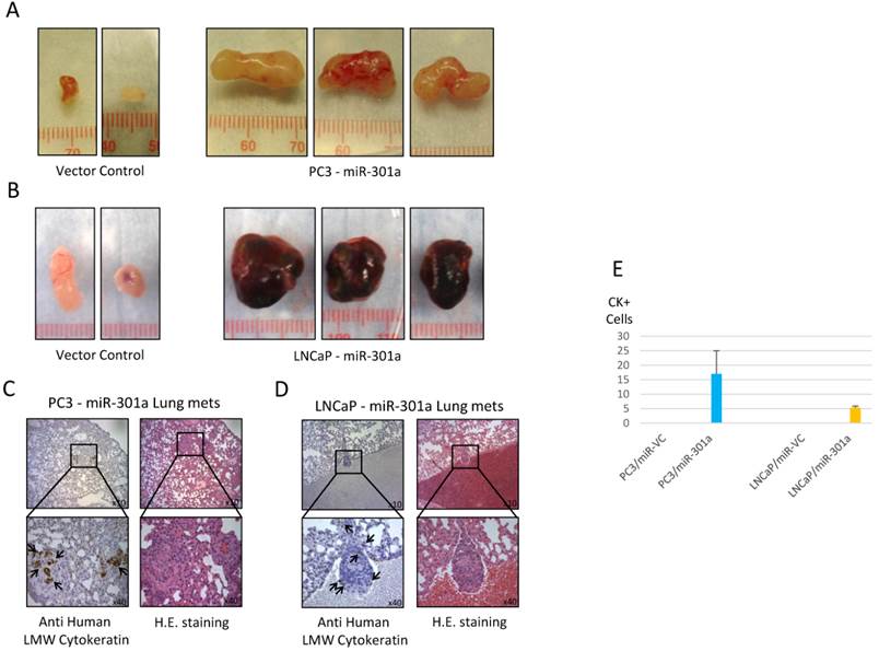 J Cancer Image