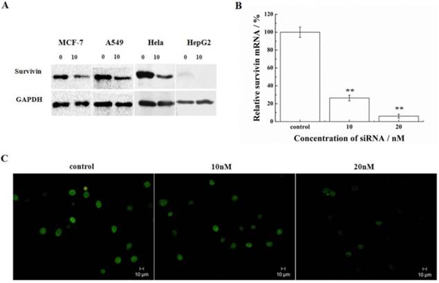 J Cancer Image