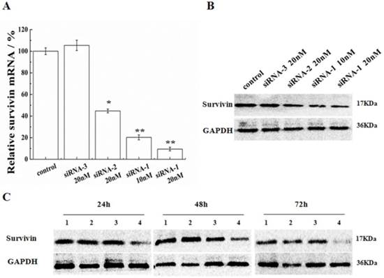 J Cancer Image